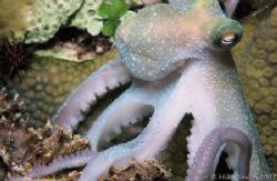 Small Caribbean Reef Octopus.Taken on a liveaboard trip (... by Mike Smith 